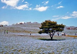 Bertabur Bunga di Taman Paling Cantik se-Jepang