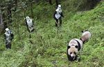 Cara Peneliti Menyamar untuk Tangkap Panda