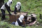 Cara Peneliti Menyamar untuk Tangkap Panda