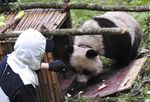 Cara Peneliti Menyamar untuk Tangkap Panda