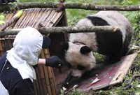 Populasi Panda terus menurun sehingga perlu perawatan khusus yang menjamin populasi Panda tidak punah.