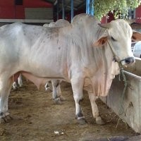 Daging Beku dan Ribuan Sapi Hamil Masih Tertahan di Priok