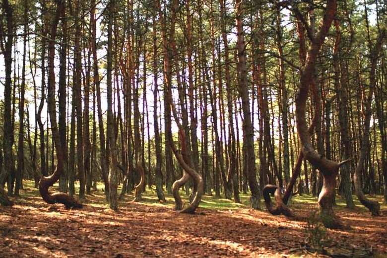 pohon pohon aneh dan ajaib Ajaib Semua Pohon Pinus di Hutan Ini Seperti Menari