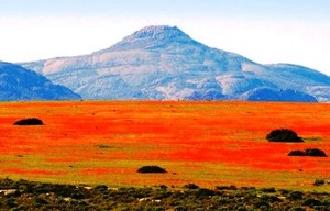 Hebat! Bisa Ada Lautan Bunga di Daratan Gersang Afrika