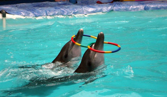 Kemenhut Siap Terima Tuntutan Aktivis Terkait Lumba-lumba