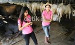 Cowgirl Seksi Sambut Pembeli Sapi Kurban