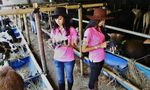 Cowgirl Seksi Sambut Pembeli Sapi Kurban