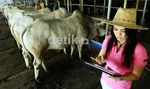 Cowgirl Seksi Sambut Pembeli Sapi Kurban