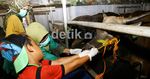 Cowgirl Seksi Sambut Pembeli Sapi Kurban