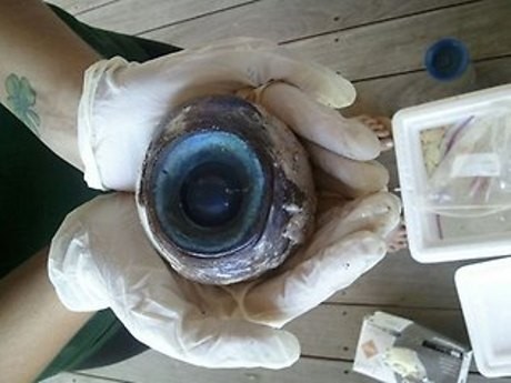 Misteri Bola Mata Raksasa di Pantai Florida Terkuak