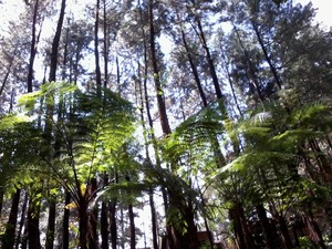Hutan Gunung Halimun