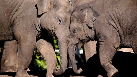 Seorang Wanita Kritis Usai Diserang Gajah di Kebun Binatang