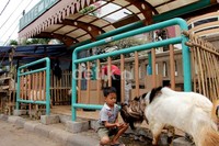 Seorang anak memberi makan kambing kurban yang diikat di pagar halte di kawasan Tanah Abang, Jakarta.