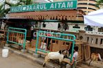 Penjualan Hewan Kurban Mulai Marak