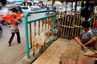 Dengan membangun kandang semi permanen, mereka menempatkan puluhan kambing dagangannya.