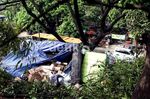 Truk Pengangkut Cat Nyangkut di Pohon