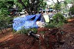 Truk Pengangkut Cat Nyangkut di Pohon