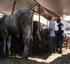 Sapi 7 Kwintal Jadi Favorit Pembeli Saat Idul Adha