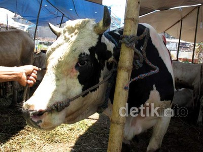 Hewan Kurban Mulai Serbu Surabaya