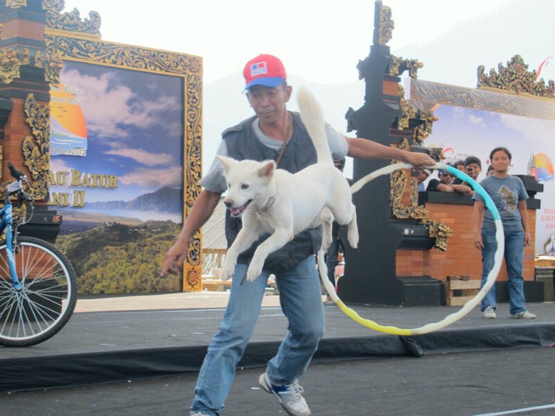 Guk Guk Festival Anjing Kintamani Lucu Banget