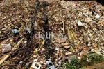 Sampah Menumpuk di Pintu Air Manggarai