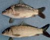 Ikan Mas Beraroma Anyir