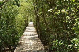 Segar! Trekking di Tengah Hutan Bakau Surabaya