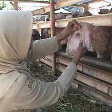 Sidak Hewan Qurban, Disnak Jember Temukan Kambing Berpenyakit
