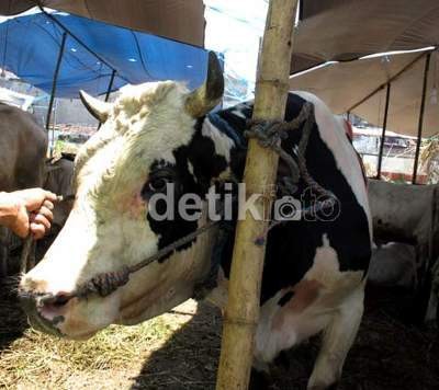 Jelang Idul Adha, Ribuan Hewan Kurban Diberi Obat Cacing