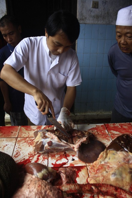 Hiii..!! Ada Cacing Hati Pada Hewan Kurban Di Banyumas