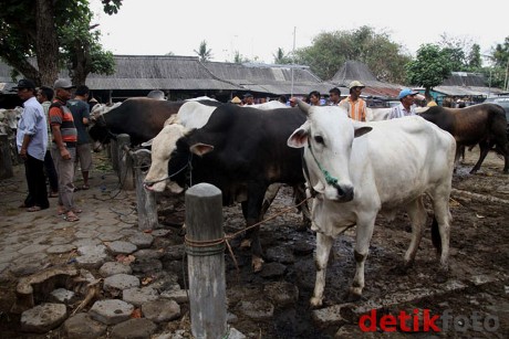 Kapolri Kurban 5 Ekor Sapi di Lapangan Bhayangkara