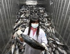 Setahun Tsunami, Ditemukan Ikan Terpapar Radiasi Nuklir di Jepang