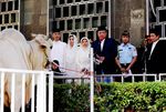 SBY Serahkan Sapi Kurban Seberat 1,7 Ton