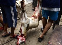 Umat Islam merayakan Hari Raya Idul Adha atau Hari Raya Kurban 1433 Hijriah yang ditandai dengan pemotongan hewan kurban