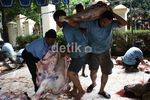 Ribuan Paket Kurban Siap Dibagikan