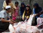 Kurban, Amel Carla Potong Sapi