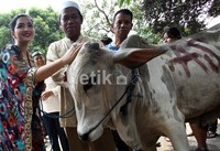 Ashanty mengelus sapi yang dikurbankannya sebagai penolong kelak nanti di akhirat.