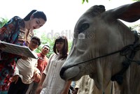 Selain berkurban di Jakarta, Anang dan Ashanty juga berkurban di kampung kelahiran Anang dan pondok pesantrennya di Jember.