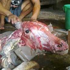  Ada Kampung Pembersih Kepala Hewan Kurban di Semarang