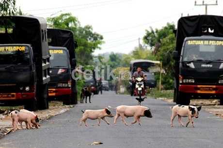 Hewan Ternak Tak Bertuan di Balinugara