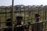 Ribuan Warga Rohingya Tinggal di Pengungsian