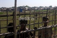 Anak-anak yang hidup di shelter kamp pengungsian etnis Rohingya.