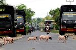 116  Rumah di Balinuraga Jadi Korban Amuk Massa