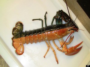 Wah, Cantiknya Lobster Dengan Dua Warna Ini!