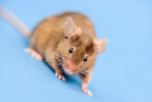 Ribuan Tikus Lab Mati karena Badai Sandy, Penelitian Terancam Gagal
