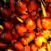 Kasus CPO di AS, Pengusaha: Amerika Negara Paling Egois