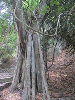 Trunyan, Kuburan di Bali yang Penuh Tengkorak!