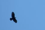 Burung Asal Siberia Cari Suhu Hangat di Indonesia