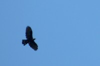 Burung migran jenis raptor, Sikep Madu Asia (Pernis ptilorhynchus), terlihat di Bendung Gerak Serayu, Rawalo Banyumas. (Biodiversity Society/Timur Sumardiyanto).