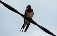 Burung Layang-layang Api (Hirundo rustica) hinggap di kabel listrik di sekitaran sungai Serayu di Patikraja Banyumas. (Biodiversity Society/Timur Sumardiyanto).